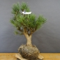 Preview: Pinus sylvestris Silberkiefer